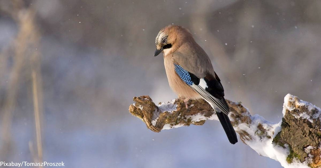 The 25th International Great Backyard Bird Count Needs Your Assistance