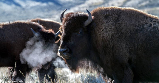 Snowmobile Tour Group Captures Scary Encounter with Bison in Yellowstone Park Video