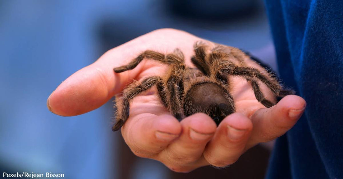 Get Ready, the Annual  Southeastern Colorado "Tarantula Trek" is About to Begin!