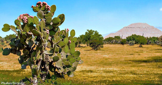 Ancient Peoples in Mexico Used Prickly Pear Cactus to Build Pyramids