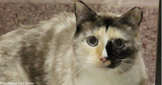 Sweet Siamese and Snowshoe Mix Wants to Move in With You Now!