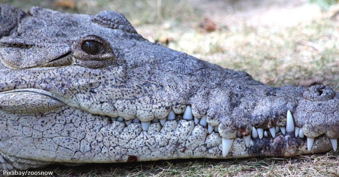 Crocodile in Costa Rican Zoo Impregnated Itself, a First Ever Recorded