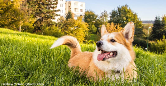 Michigan's Ferris State University is Allowing Pets to Live  with Students in Cramer Hall