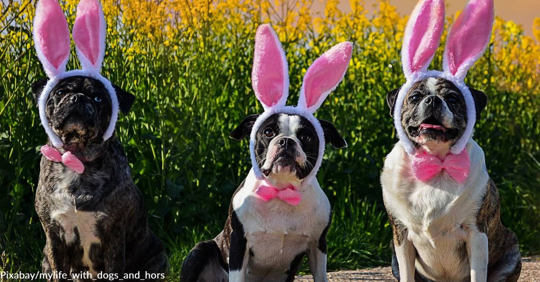 The 2023 Cadbury Bunny Tryouts' "Rescue Pets Edition" Wants You to Enter Your Shelter Pet