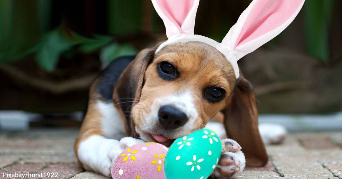 Plan a Dog-Friendly Easter if You're a Pet Owner with Kids