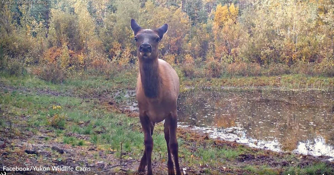 Young Elk Shows Off Fancy Footwork, Does Sidestep on Trail Cam