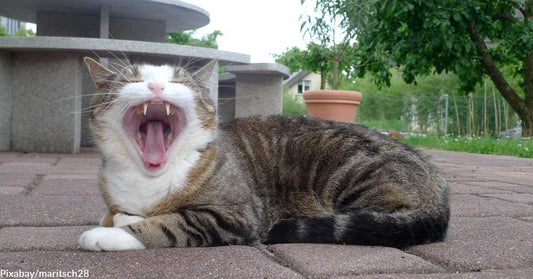 The Most Common Disorder Among Cats is  Gum Disease, and it's No Laughing Matter