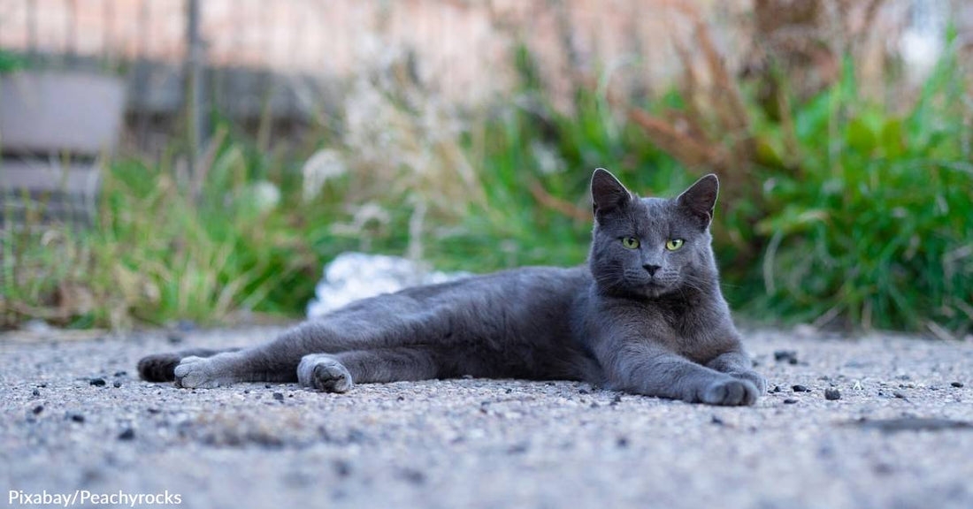 Kids' "Hunting" Event for Feral Cats in New Zealand Called Off Over Backlash