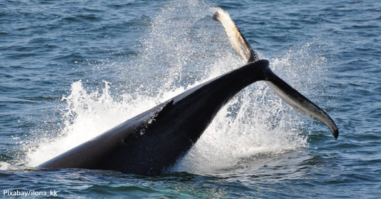 Report From Iceland Notes it Can Take Harpooned Fin Whales Hours to Die