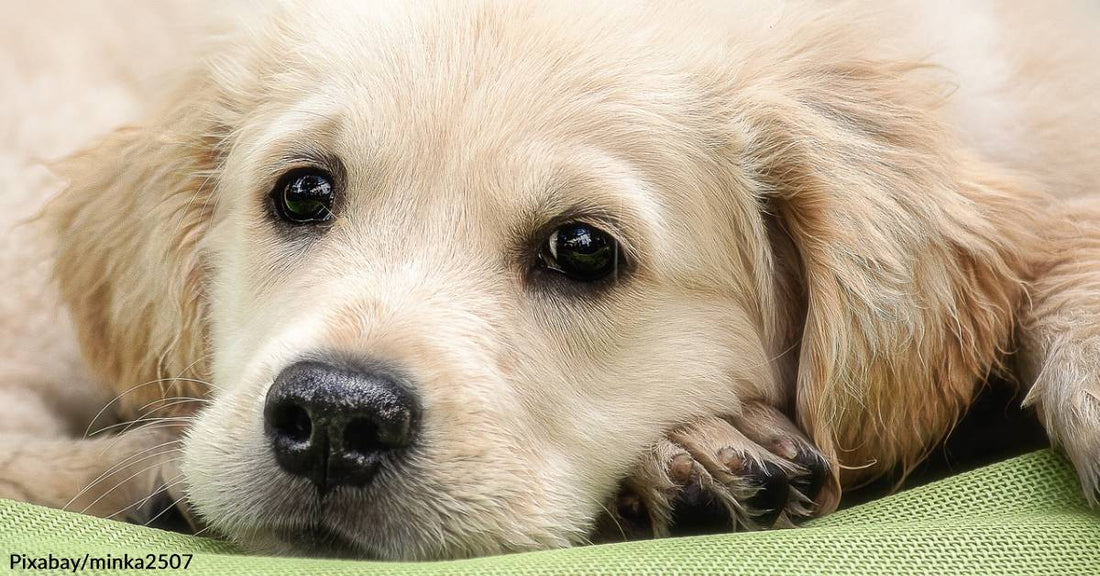 15 Golden Retriever Puppies Abandoned in Ohio Field with their Moms Will Need Homes