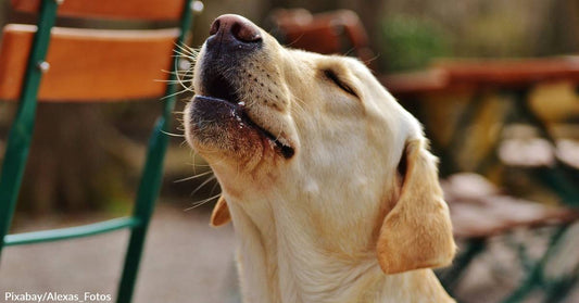 Is Your Dog a Barker or a Howler?  One is Genetically Closer to Wolves