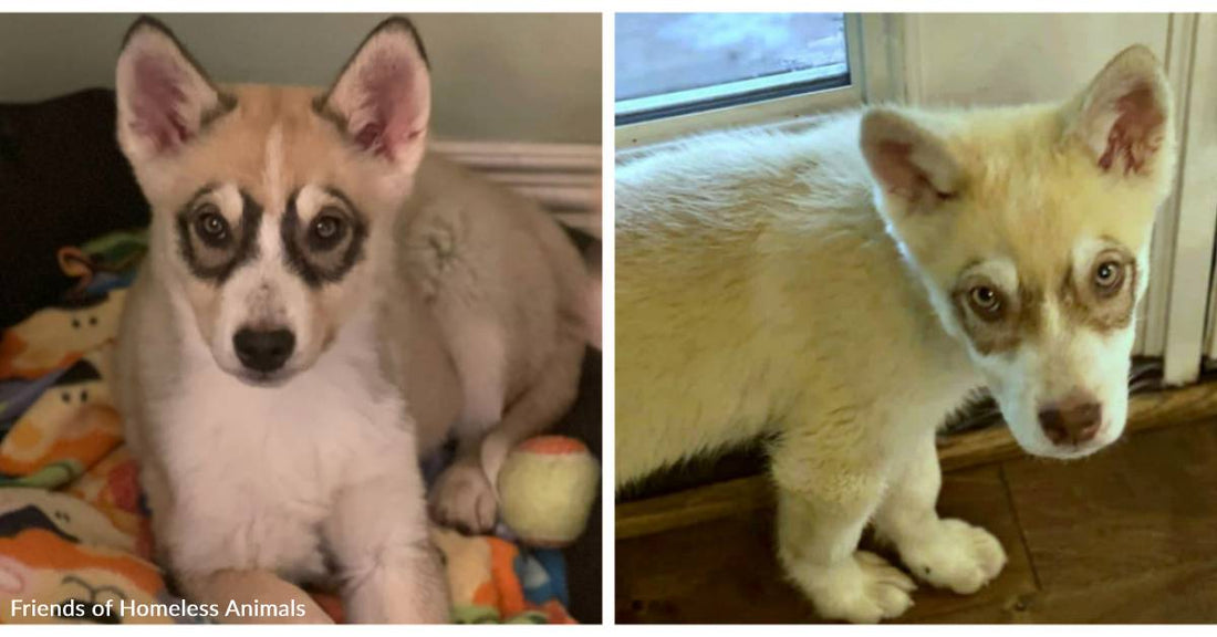 Adorable Husky-Mix Siblings with Unusual "Bandit" Eye Markings Need Homes