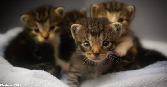 Kitten Season is Almost Here, and It's Not Such a Great Thing Unless You Want to Adopt