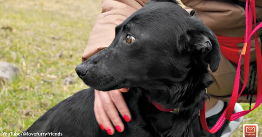 Mama Dog Reuniting with Her 4 Puppies Will Melt Your Heart