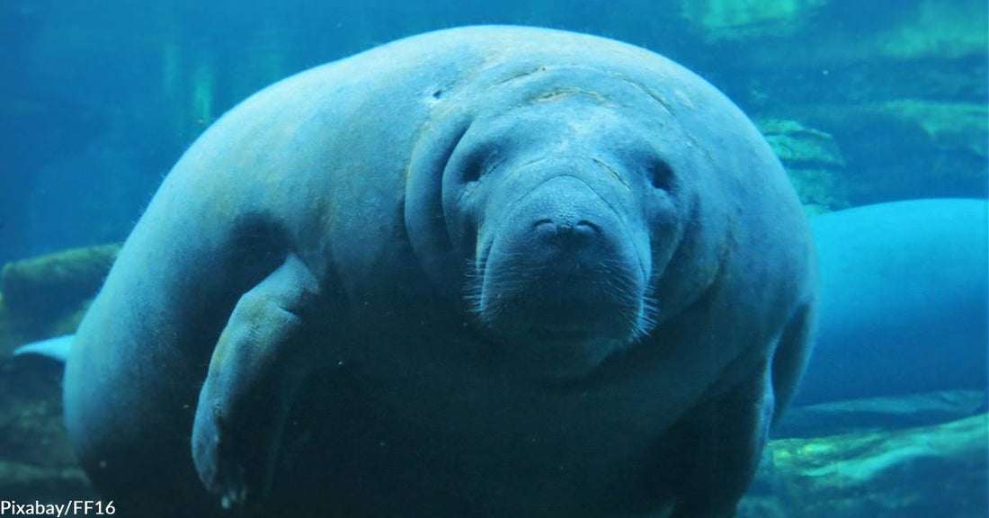 Florida Manatees Continue to Face Difficult Times as Food Sources Dwindle