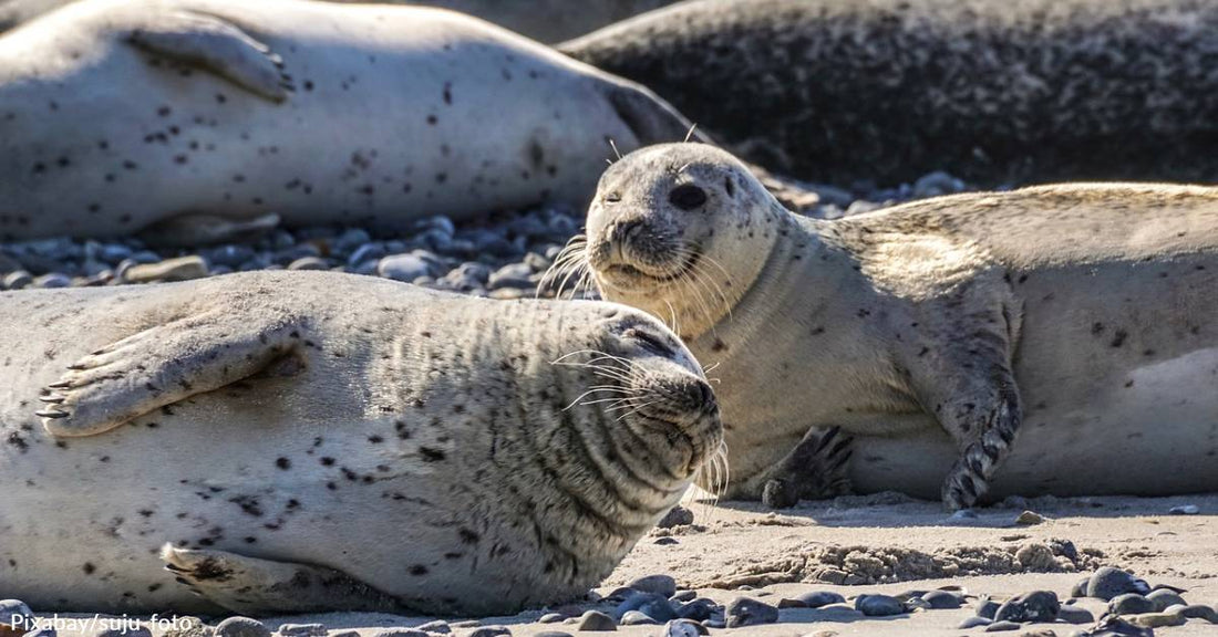 Americans' Obsession with Selfies is Taking a Toll on Wildlife