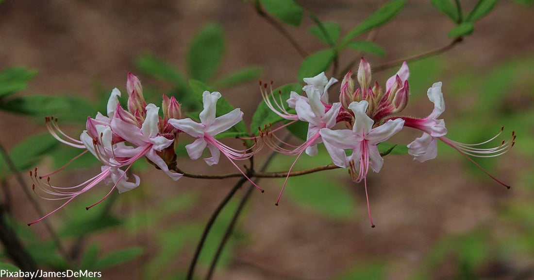 Voting for NYC's Official Wildflower Contest is Going on Now Until Fall 2023