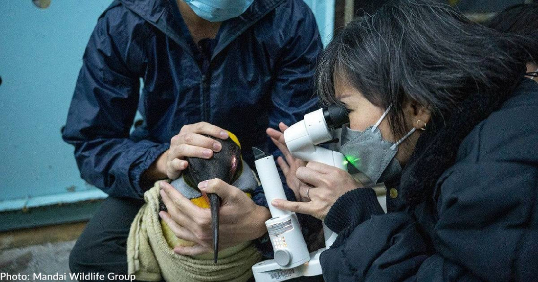 World First: Cataract Surgery Sees Penguins Fitted with Custom Lenses from Germany