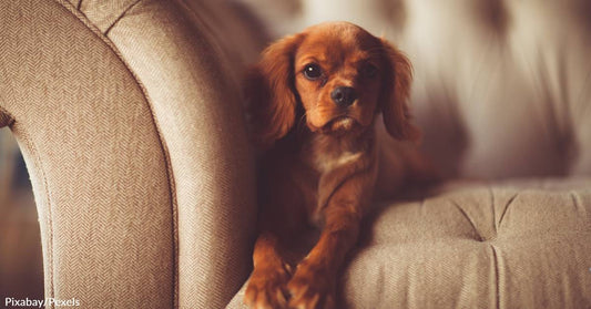 10 Ways You Might Be Unknowingly Stressing Your Pet Out