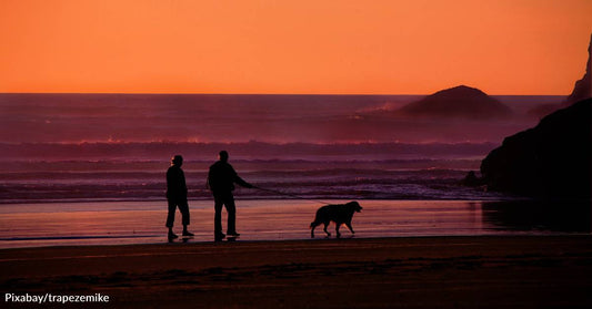 Adults 65 and Older Who Own Pets Score Higher on Memory Tests Than Non-Pet Owners