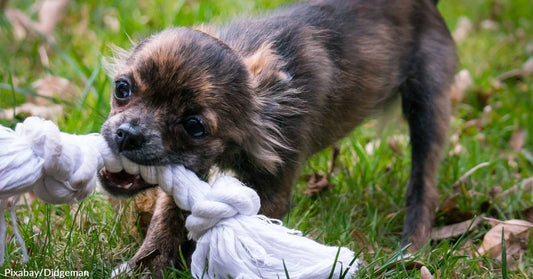 Veterinarian Urgently Warns Dog Owners About the Extreme Dangers of This Toy After Puppy Almost Dies