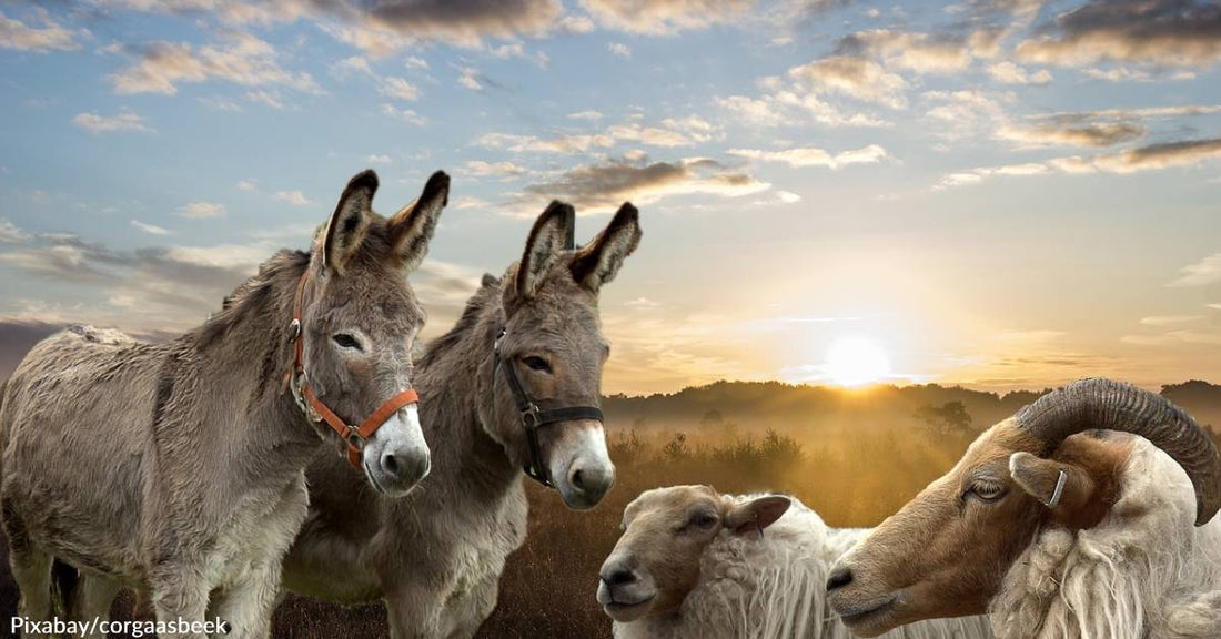 Donkeys Recruited to Defend Sheep from Wild Dogs in Perth