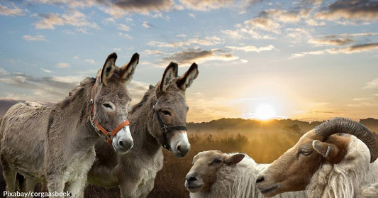 Donkeys Recruited to Defend Sheep from Wild Dogs in Perth