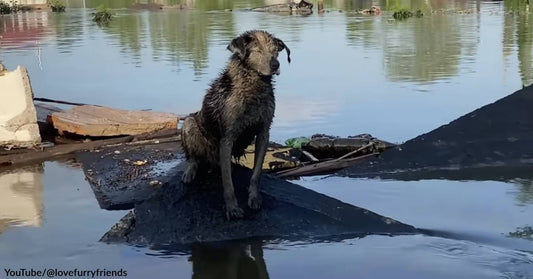 Senior Canine Blinded by Contaminated Flood Waters Rescued from Rooftop in Kherson