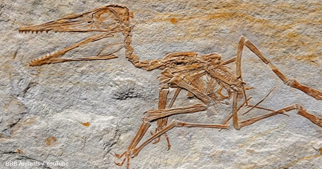 Paleontologists Discover Near-Perfect 152 Million-Year-Old Dinosaur Fossil