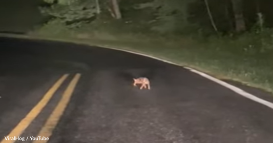 Driver Spots Baby Deer Struggling To Walk Across The Road