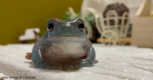 Adorable White Tree Frog Loves Riding On Human's Hand