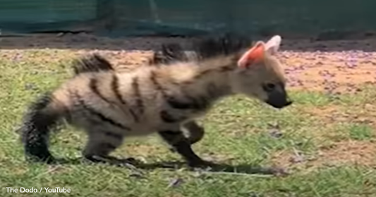 Mini Hyena Turns To Thank Rescuer Before Returning To The Wild