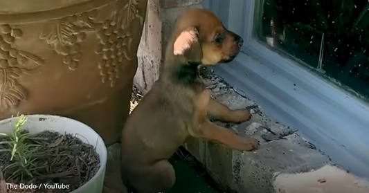 Giant Great Dane Helps Tiny Rescue Pup Come Out Of Her Shell