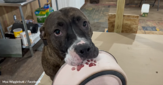 Cute Pitbull Excitedly Carries Her Food Bowl Around