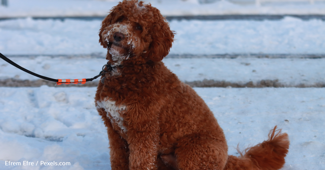 How To Get Snowballs Out Of Your Dog's Fur