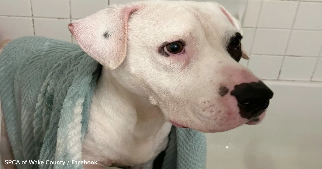 Long-Term Shelter Dog Can't Stop Smiling After Being Adopted