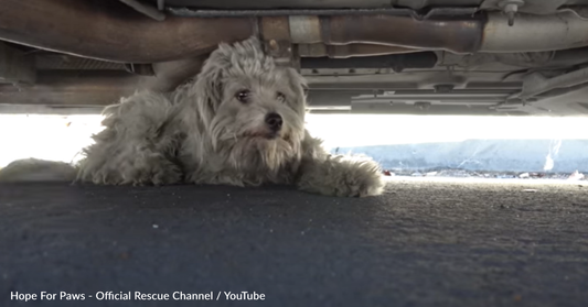 Rescuer Wins Over Abandoned Dog With A Yummy Treat