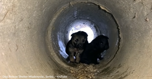 Brave Mama Dog Seeks Help From Strangers For Her Puppies