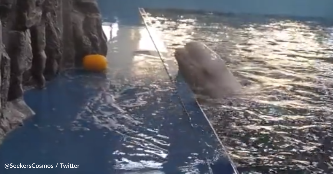 Clever Beluga Whale Finds A Way To Retrieve His Ball At The Aquarium