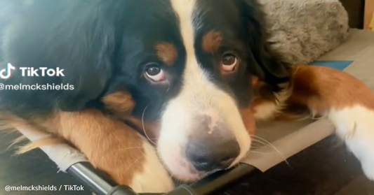 Mom Asks Guilty Bernese Mountain Dog Where The Cat Is Hiding