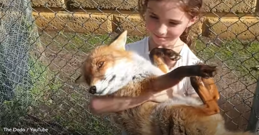 Little Girl Forms Inseparable Bond With Rescue Fox