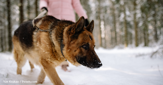 Is It Too Cold to Walk Your Dog? Check This Chart To Find Out