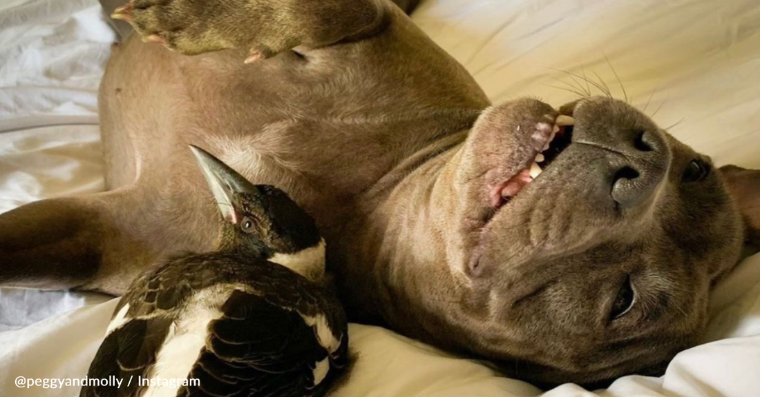 Orphaned Magpie Forms Unlikely Friendship With Two Friendly Staffies