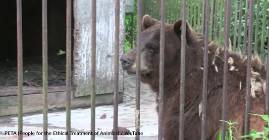 Bears Who Spent Three Decades Behind Bars Take Their First Steps Of Freedom