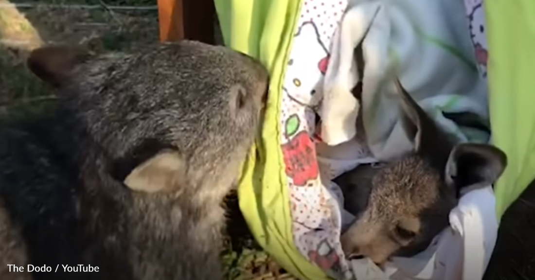 Rescue Wombat Befriends Tiny Kangaroo And Now They're Inseparable