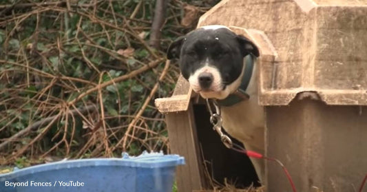 Watch How Dog's Lives Change When They're Let Off A Chain