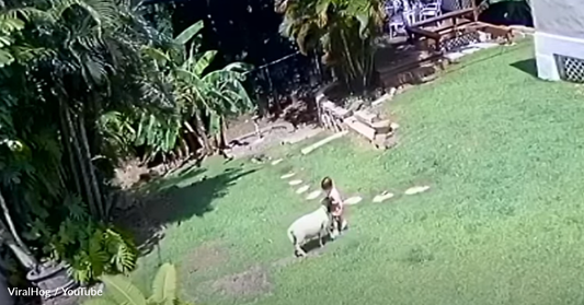 Heroic Dog Saves Baby Girl From Angry Goat