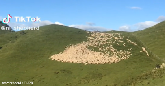 Time-Lapse Shows Impressive Dog's Sheep Herding Skills