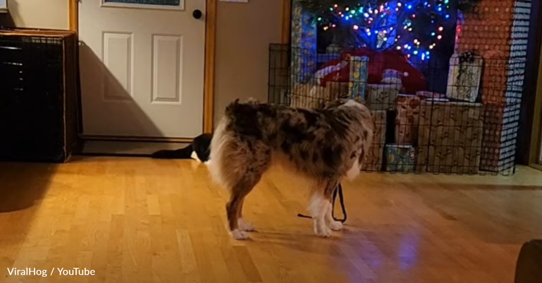 Australian Shepherd Learns Clever Way To Play With The Cat