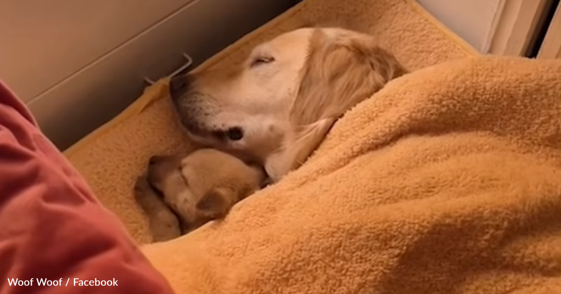 Shiba Puppy Can't Fall Asleep Without His BFF Lying Next To Him